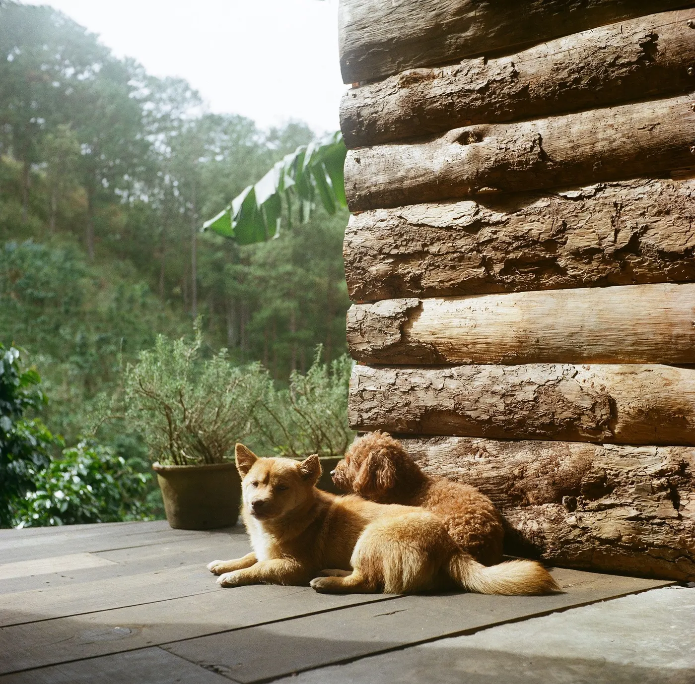 Two dogs resting by a log cabin
