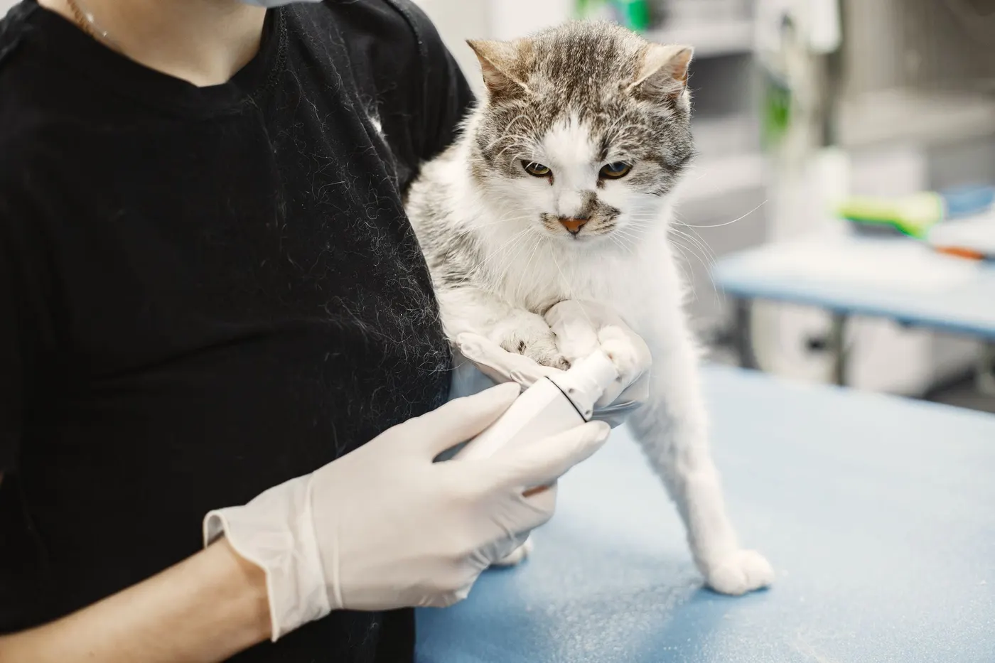 Veterinarian examining a cat