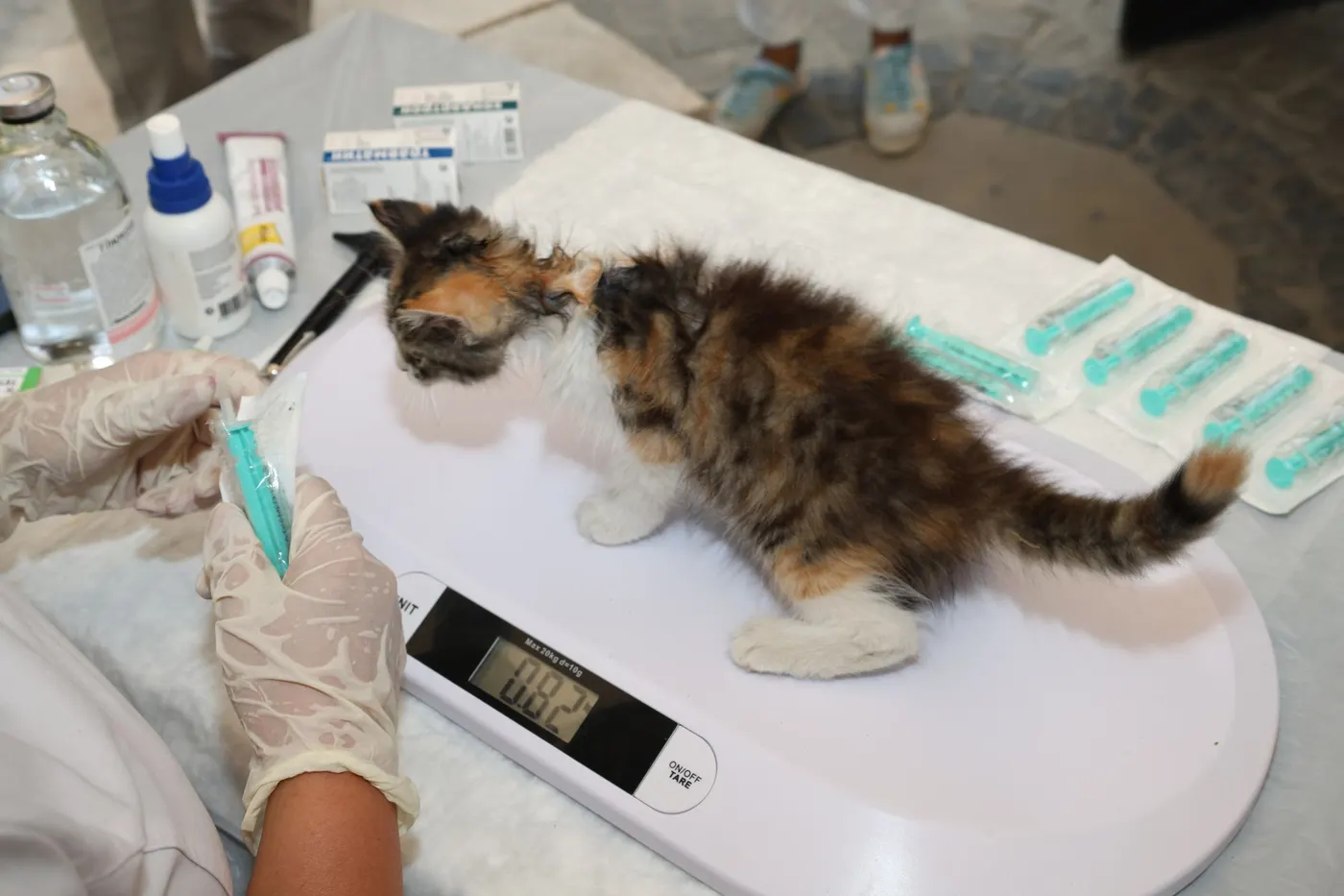 Kitten being weighed at the veterinarian