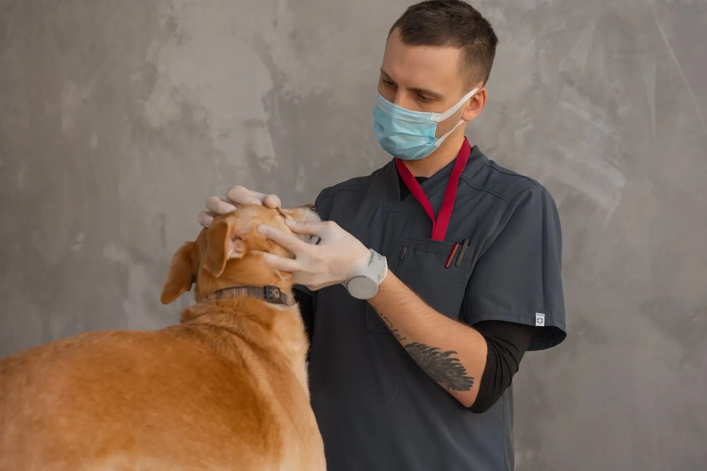 Veterinarian caring for a dog